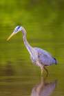 Great blue heron hunting crayfish in wetland, Marion County, Illinois. Art Print